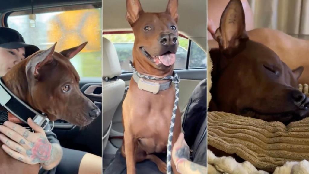 Deaf Rescue Dog Needed a Little Patience & a Lot More Love, Unaware a Perfect Human Had Come Along