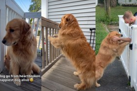 Golden Retriever’s Love Story With Human Makes Him Go Through Some Extreme Emotions