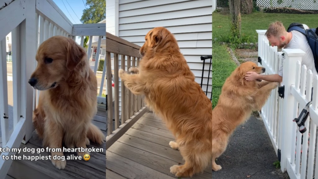 Golden Retriever’s Love Story With Human Makes Him Go Through Some Extreme Emotions