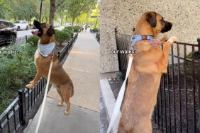 big dog walks