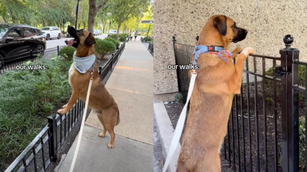 big dog walks