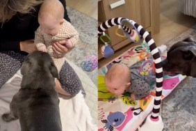 dog baby video