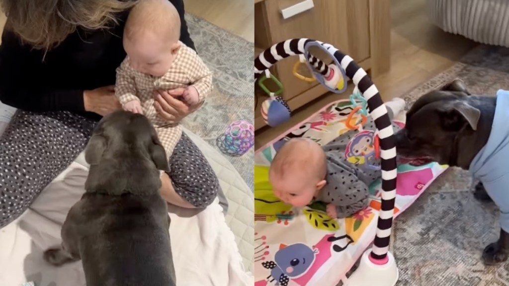 dog baby video
