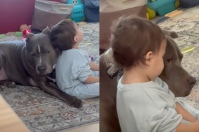 dog babysits baby