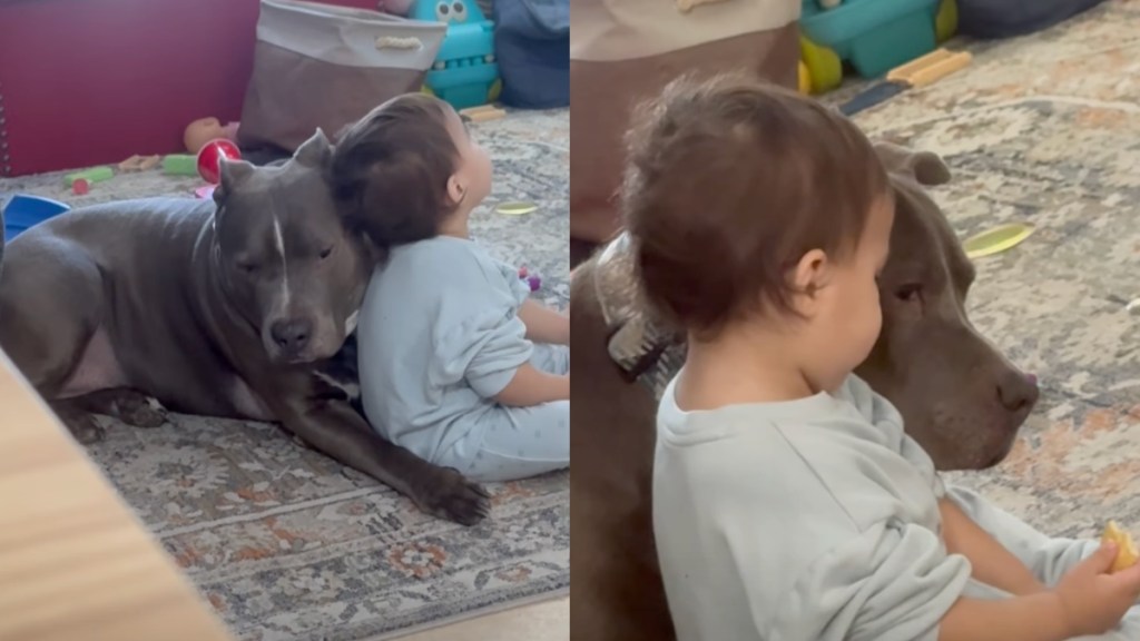 dog babysits baby