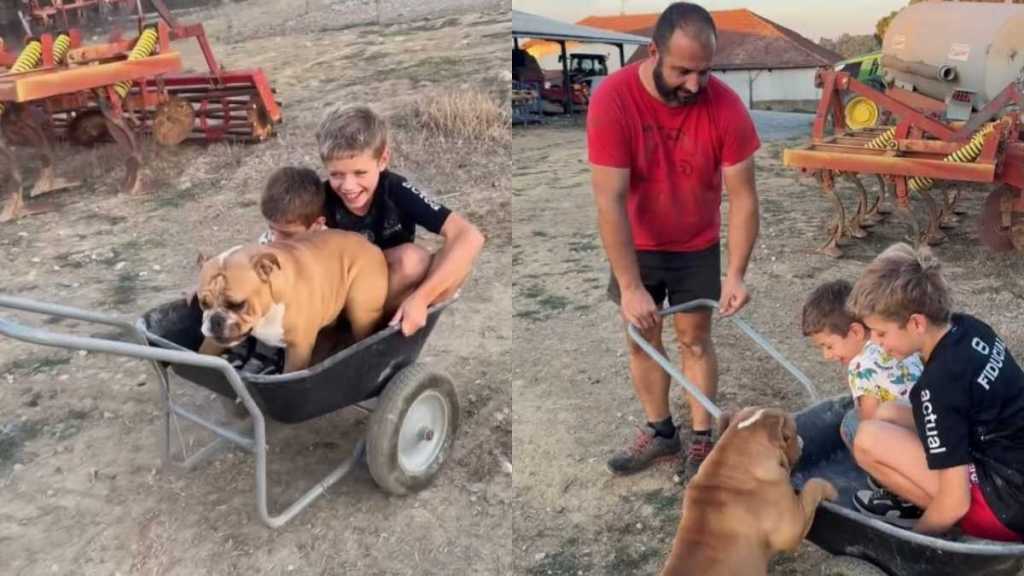 Dog Hops Into a Cart With His Buddies for a Sweet Little Ride While Dad Pulls Them Along