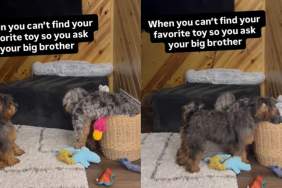 Dog Can't Find Favorite Toy, So He Calls in Furry Big Brother for Backup