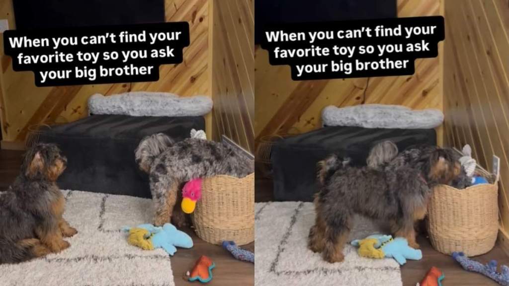 Dog Can't Find Favorite Toy, So He Calls in Furry Big Brother for Backup