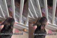 Dog Greets Baby Every Morning Without Fail, Like Their Routine Is the Best Part of Her Day