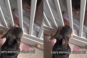 Dog Greets Baby Every Morning Without Fail, Like Their Routine Is the Best Part of Her Day
