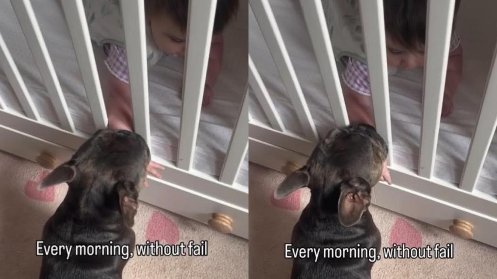 Dog Greets Baby Every Morning Without Fail, Like Their Routine Is the Best Part of Her Day