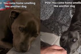 Human Really Upsets Dog by Coming Home Smelling Like ‘Betrayal,’ Unaware He Hurt Her Feelings