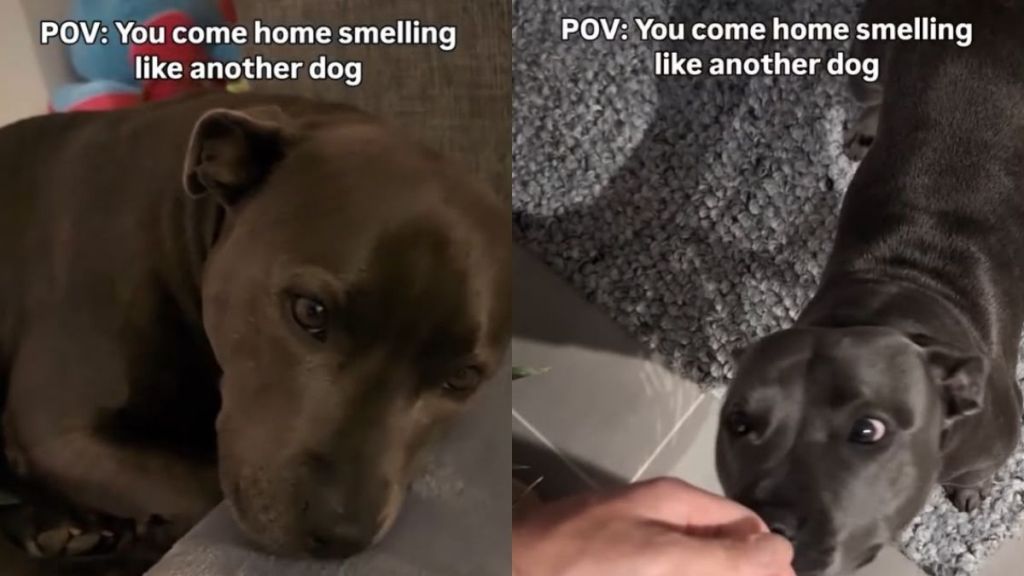 Human Really Upsets Dog by Coming Home Smelling Like ‘Betrayal,’ Unaware He Hurt Her Feelings