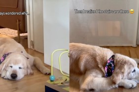 dog protects toddler