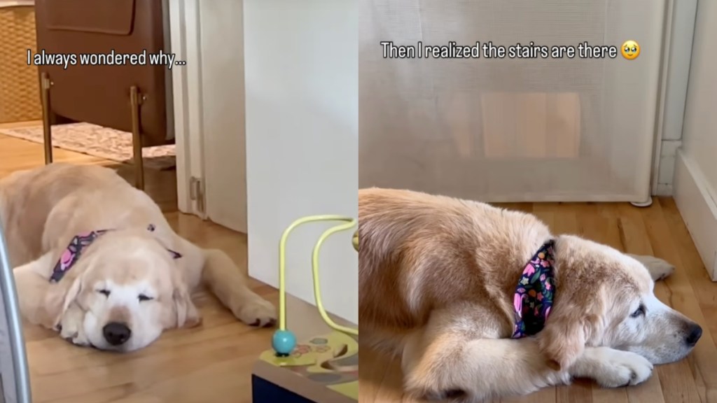 dog protects toddler