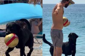 Dog Has the Sweetest Way of Stealing a Ball From Complete Strangers at the Beach