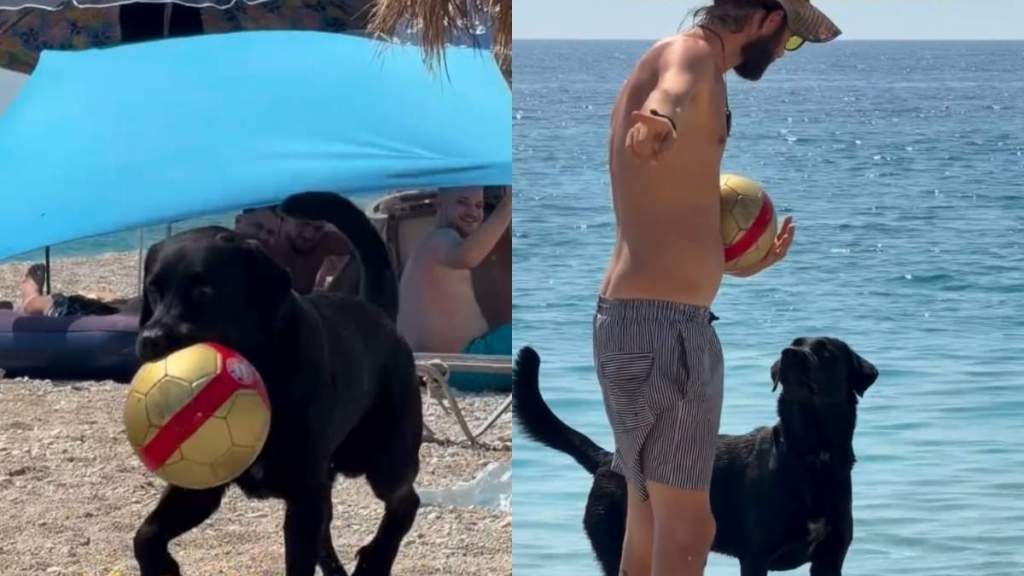Dog Has the Sweetest Way of Stealing a Ball From Complete Strangers at the Beach