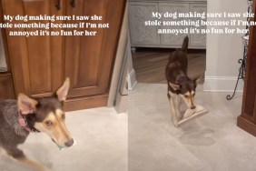 dog steals things