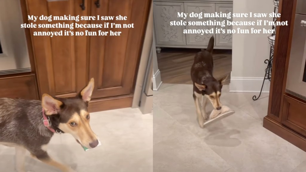 dog steals things