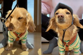 dog summer camp outfit