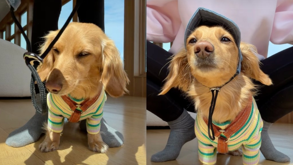 dog summer camp outfit