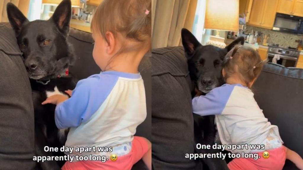 Dog & Toddler Spend Just One Day Apart, but Their Reunion Feels Like They Were Apart Forever