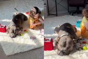 Mom Finds Dog & Toddler Being Suspiciously Quiet, Only to Chance Upon the Most Adorable Moment
