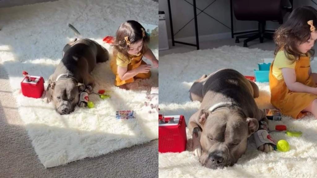 Mom Finds Dog & Toddler Being Suspiciously Quiet, Only to Chance Upon the Most Adorable Moment
