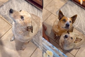 dog watches banana chips