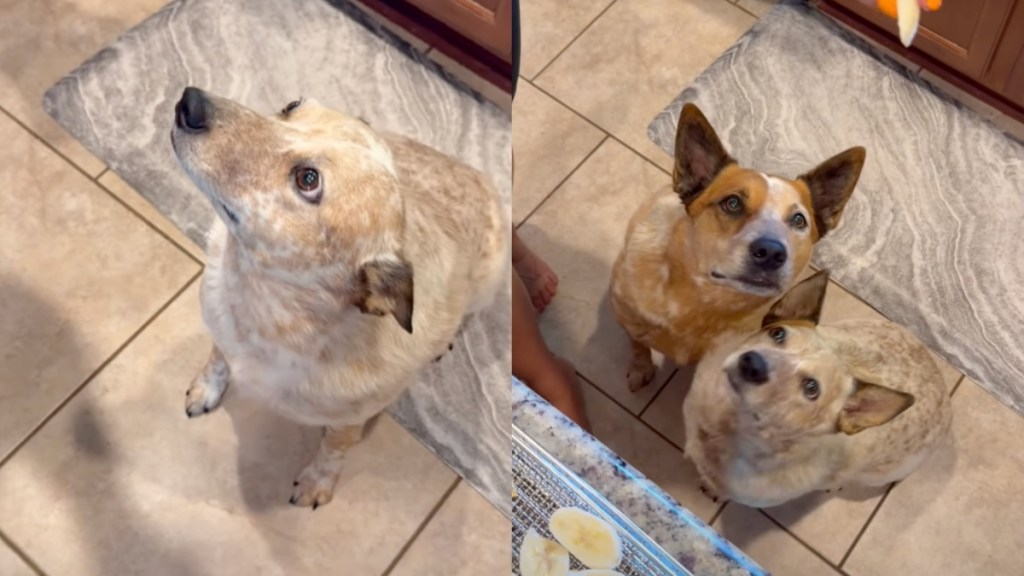 dog watches banana chips