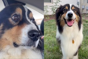 foster dog adoption