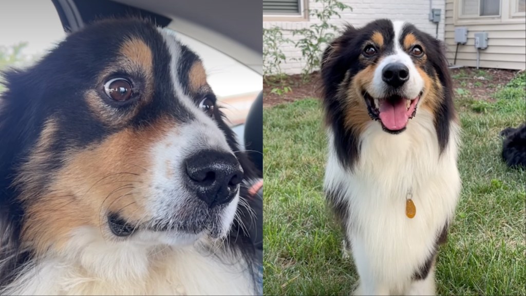 foster dog adoption