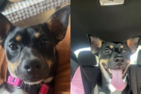 Human Takes Foster Dog Back Into Her Care, but the Hardest Part Is Knowing Why He Was Returned