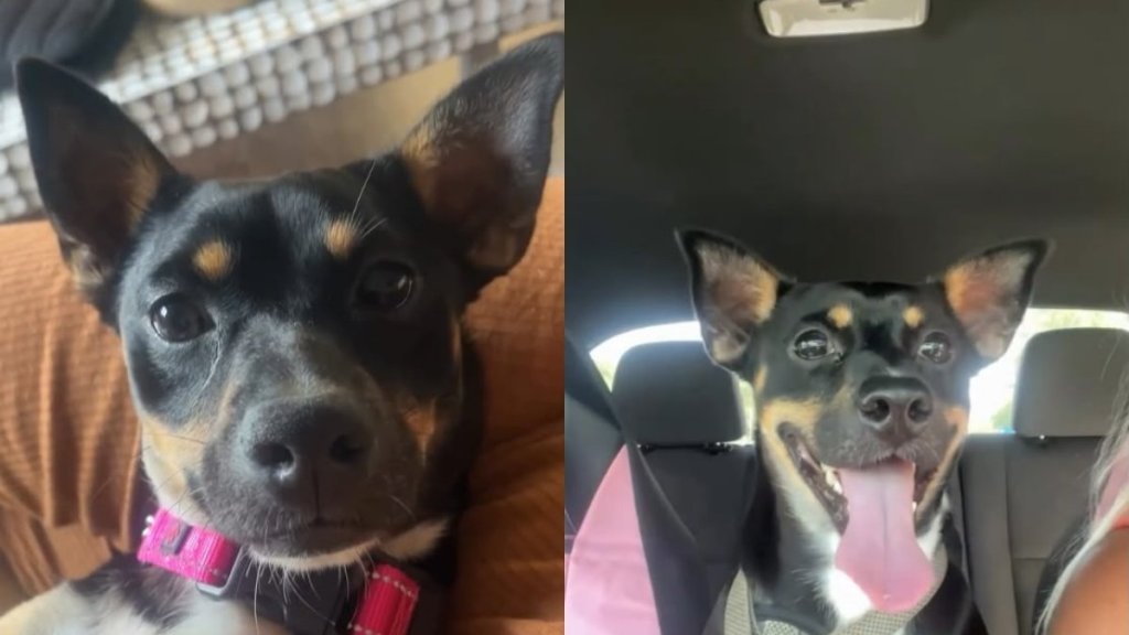 Human Takes Foster Dog Back Into Her Care, but the Hardest Part Is Knowing Why He Was Returned