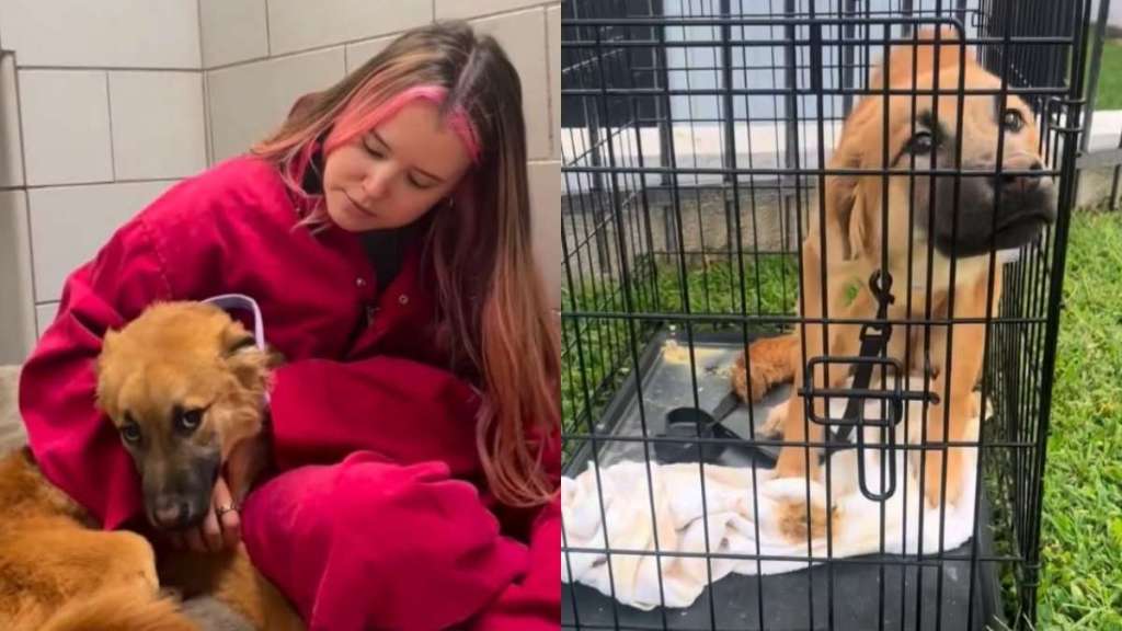 Human Finds Dog 'Dumped' in a Cage All Alone, Left To Fend for Herself