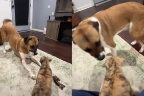 Mama Dog Watches Her Babies Play in Their Foster Home & Finally Lets Herself Be a Puppy Again