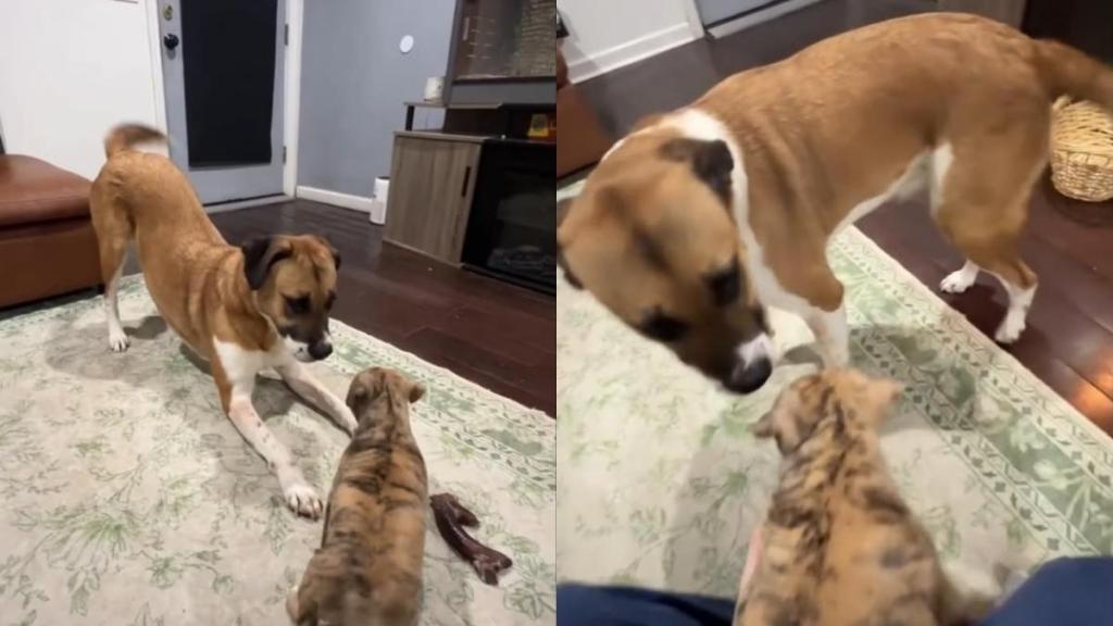Mama Dog Watches Her Babies Play in Their Foster Home & Finally Lets Herself Be a Puppy Again