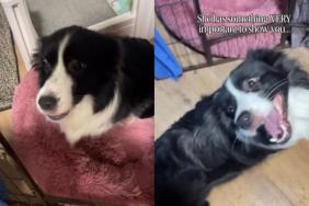 Mama Dog Excitedly Leads Human to Her Little Babies Like She Can’t Wait to Show Them Off