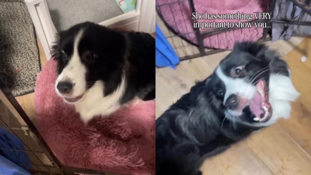 Mama Dog Excitedly Leads Human to Her Little Babies Like She Can’t Wait to Show Them Off