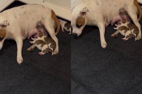 Mama Dog’s Little Baby Gets Separated From Her & the Pack, Until a Rescue Mission Reunites Them