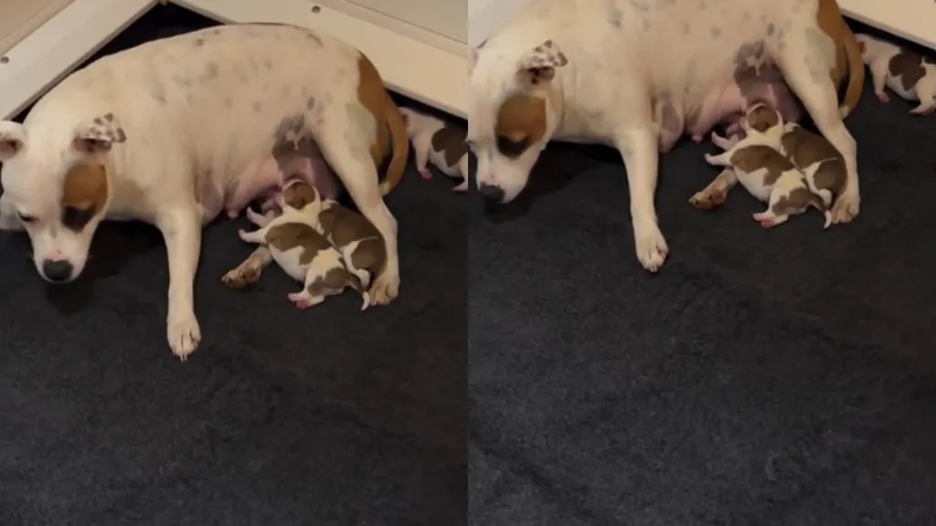 Mama Dog’s Little Baby Gets Separated From Her & the Pack, Until a Rescue Mission Reunites Them