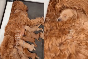mama dog tiny baby