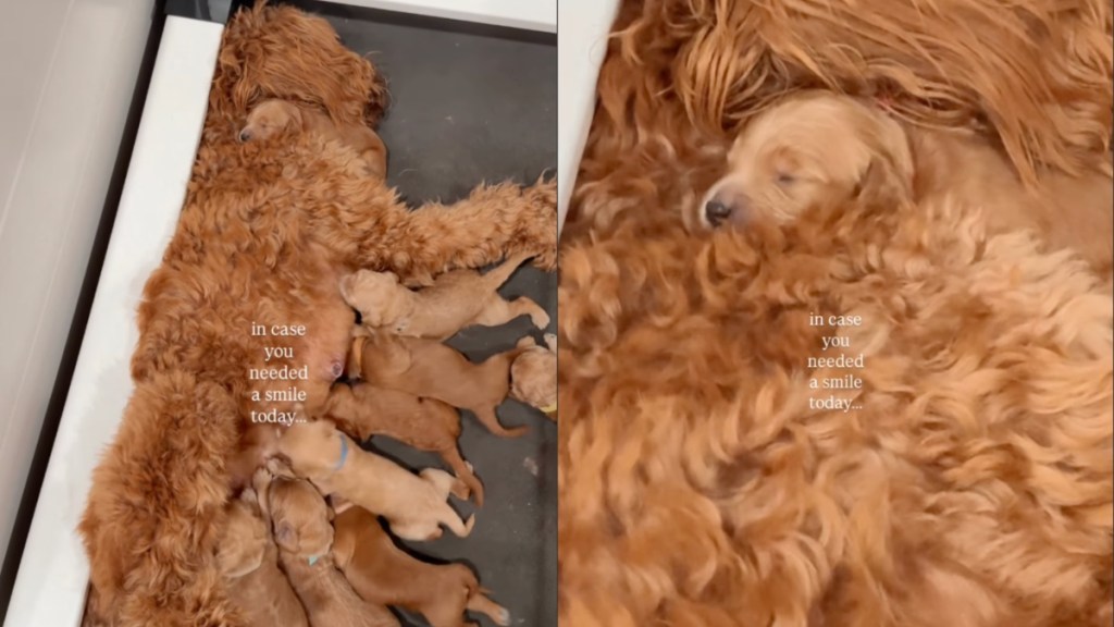 mama dog tiny baby