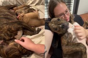 Mama Rescue Dog & Her Babies Were Once Out of Time, Until Life Took an Unexpected Turn