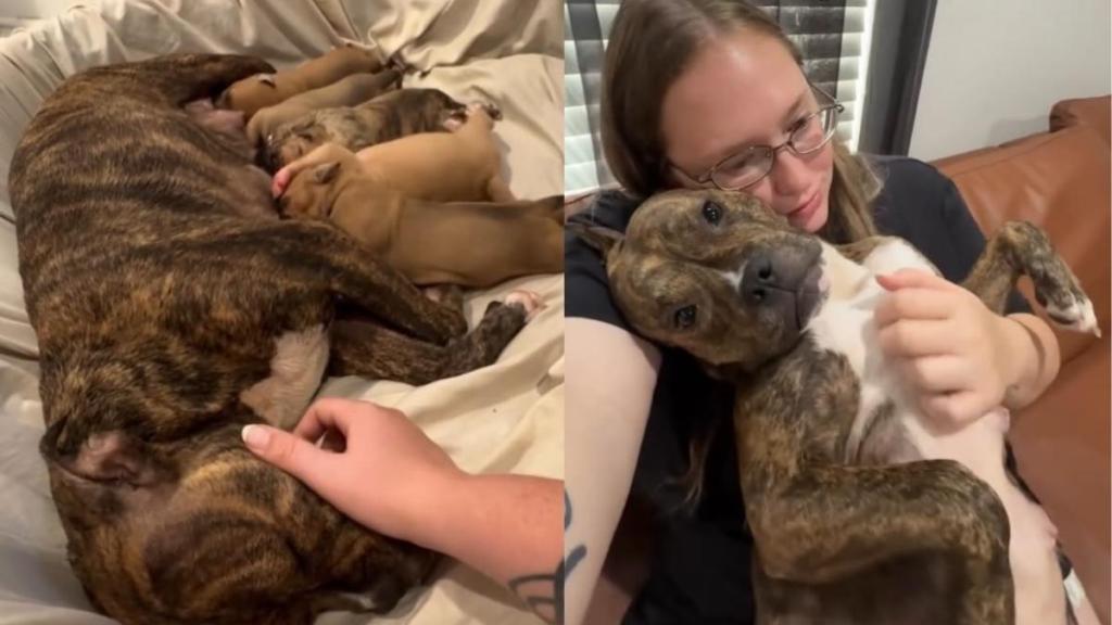 Mama Rescue Dog & Her Babies Were Once Out of Time, Until Life Took an Unexpected Turn