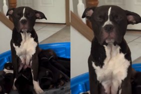 Mama Dog Can't Keep Her Eyes Open While Nursing Her Hungry Puppies