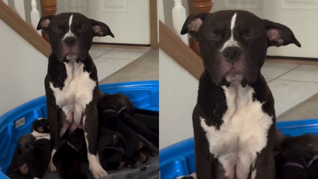 Mama Dog Can't Keep Her Eyes Open While Nursing Her Hungry Puppies