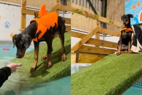 puppy pool