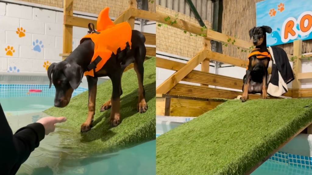 puppy pool