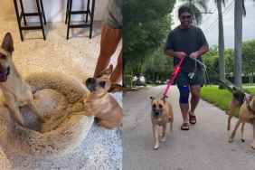 Rescue Pup Meets Mama Foster Dog Secretly Raising Her Babies in His House & This Happens Next